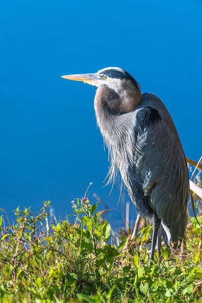 A hunched Great Blue Heron by the side of deep blue water-standing in brush